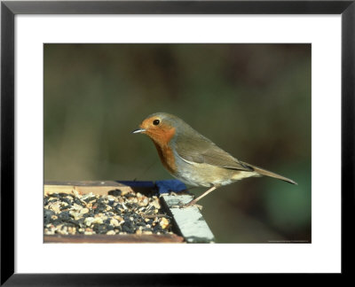 Robin, Feeding On Table, Uk by Mark Hamblin Pricing Limited Edition Print image