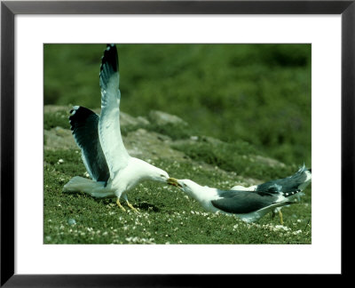 Lesser Black-Backed Gull, Larus Fuscus, Skomer by Mark Hamblin Pricing Limited Edition Print image