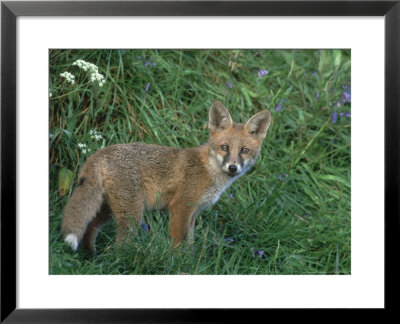 Red Fox, Vulpes Vulpes Cub On Grass Bank With Bluebells, Uk by Mark Hamblin Pricing Limited Edition Print image