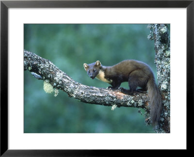 Pine Marten, Young On Branch, July Highlands, Scotland by Mark Hamblin Pricing Limited Edition Print image