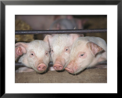 British Saddleback Pigs, Piglets Peering Through Bars Of Sty, Uk by Mark Hamblin Pricing Limited Edition Print image