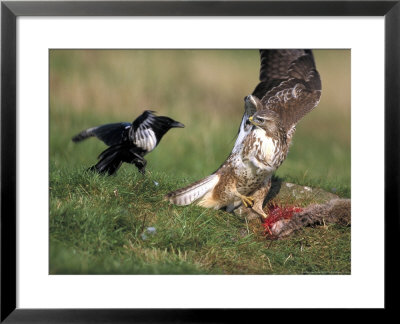 Buzzard, Fending Off Magpie From Prey by Mark Hamblin Pricing Limited Edition Print image