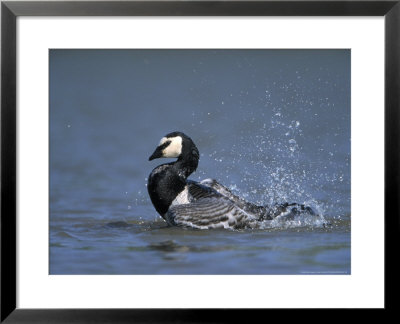 Barnacle Goose, Adult Bathing, Uk by Mark Hamblin Pricing Limited Edition Print image