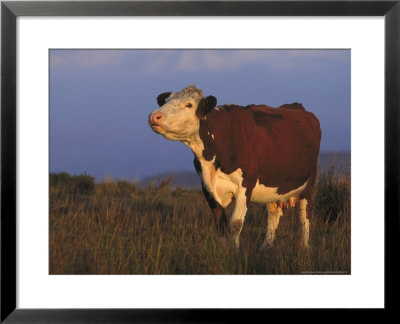 Simmental Cross Cow Mooing, Peak District, Uk by Mark Hamblin Pricing Limited Edition Print image