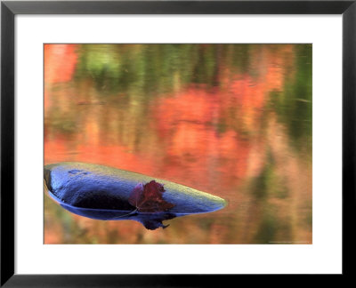 Rock & Autumn Reflections, White Mountains, Usa by Mark Hamblin Pricing Limited Edition Print image