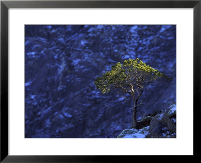 Pine Tree, Norway by Mark Hamblin Pricing Limited Edition Print image
