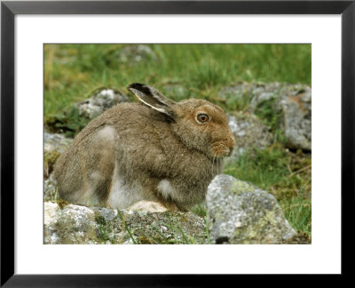 Mountain Hare by Mark Hamblin Pricing Limited Edition Print image