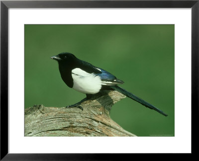 Magpie On Log, South Yorks by Mark Hamblin Pricing Limited Edition Print image
