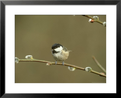 Coal Tit, Perched On Pussy Willow, South Yorks by Mark Hamblin Pricing Limited Edition Print image