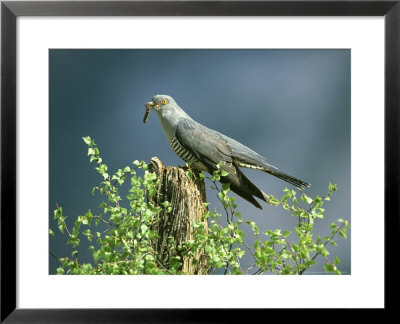 Cuckoo, Adult With Caterpillar, Scotland by Mark Hamblin Pricing Limited Edition Print image