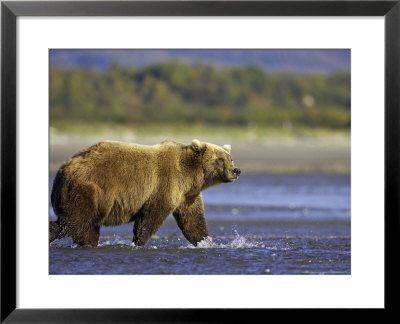 Grizzly Bear, Adult Female Walking In Water, Alaska by Mark Hamblin Pricing Limited Edition Print image