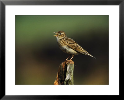 Skylark by Mark Hamblin Pricing Limited Edition Print image