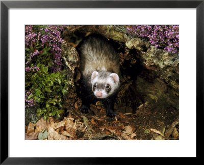 Polecatmustela Putoriusemerging From Hollow Logcaptive by Mark Hamblin Pricing Limited Edition Print image