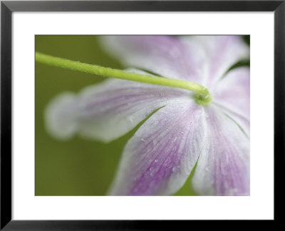 Wood Anemone, Underside Of Petals, Norway by Mark Hamblin Pricing Limited Edition Print image