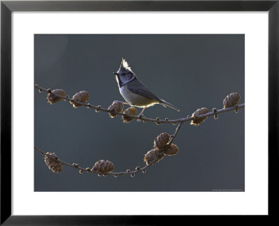 Crested Tit, Adult Backlit, Scotland by Mark Hamblin Pricing Limited Edition Print image