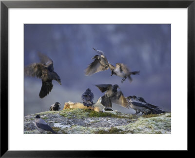 Hooded Crows, And Ravens, Feeding, Norway by Mark Hamblin Pricing Limited Edition Print image