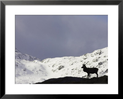 Red Deer, Stag Silhouetted On Mountain, Scotland by Mark Hamblin Pricing Limited Edition Print image