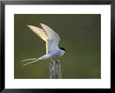 Arctic Tern, Adult Alighting On Post In Evening Light, Iceland by Mark Hamblin Pricing Limited Edition Print image