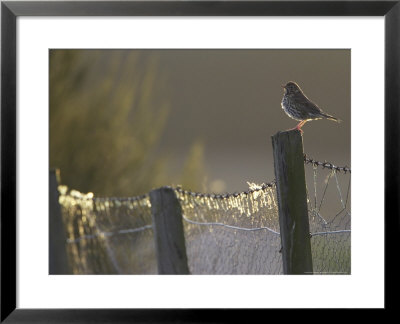 Song Thrush, Perched On Fence Post In Late Evening Light, Scotland by Mark Hamblin Pricing Limited Edition Print image