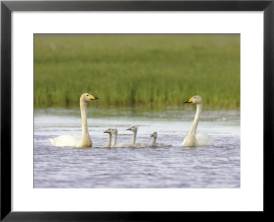 Whooper Swan, Adult Pair With Five Cygnets On Inland Lake, Iceland by Mark Hamblin Pricing Limited Edition Print image