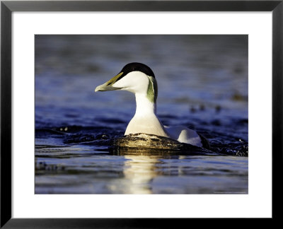 Eider, Head On Shot Of Adult Male On Water, Norway by Mark Hamblin Pricing Limited Edition Print image