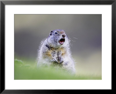 Uinta Ground Squirrel, Adult Calling Alarm As Warning To Others In Colony, Wyoming, Usa by Mark Hamblin Pricing Limited Edition Print image