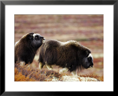 Musk Ox, Two Calves On Tundra In Autumn, Norway by Mark Hamblin Pricing Limited Edition Print image