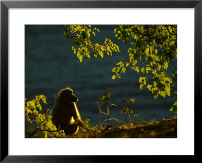 Chacma Baboon, Northern Tuli Game Reserve, Botswana by Roger De La Harpe Pricing Limited Edition Print image