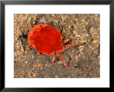 Red Velvet Mite, Botswana by Roger De La Harpe Pricing Limited Edition Print image