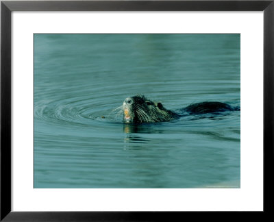 Nutria, Alsace, France by Philippe Henry Pricing Limited Edition Print image