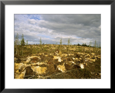 Taiga Area After Clearance, Northeast Finland by Philippe Henry Pricing Limited Edition Print image