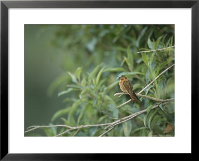 Shining Sunbeam In Montane Forest Along Eastern Andean Slope, Ecuador by Mark Jones Pricing Limited Edition Print image