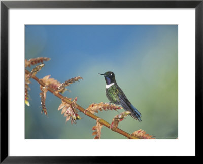 Gorgeted Sunangel, West Slope Cloud Forest, Ecuador by Mark Jones Pricing Limited Edition Print image