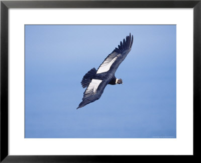 Andean Condor, Adult Male Flying Over Atacama Desert Coast, Peru by Mark Jones Pricing Limited Edition Print image