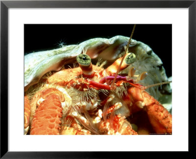 Red Hermit Crab, Madeira, Atlantic by Paul Kay Pricing Limited Edition Print image