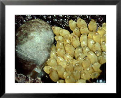 Dog Whelk And Egg Capsules, County Cork, Ireland by Paul Kay Pricing Limited Edition Print image