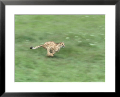 Cheetah, Acinonyx Jubatus, Running, Africa by Brian Kenney Pricing Limited Edition Print image