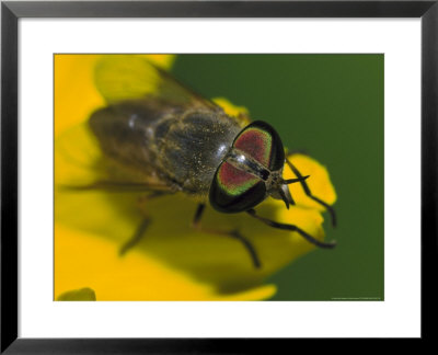 Horse Flycoreopsison Tickseedflorida by Brian Kenney Pricing Limited Edition Print image