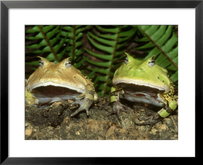 Surinam Horned Frogs, Pair, Two Colour Morphs by Brian Kenney Pricing Limited Edition Print image