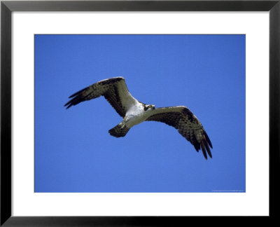Osprey, Male In Flight, Florida by Brian Kenney Pricing Limited Edition Print image
