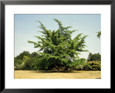 Maidenhair Tree, Ginkgo Bilboa, Origin China by Geoff Kidd Pricing Limited Edition Print image