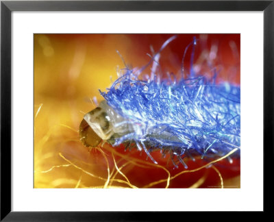 Common Clothes Moth, Uk by Richard Kirby Pricing Limited Edition Print image