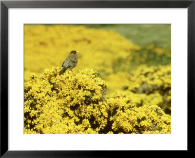 Falkland Thrush, Turdus Falcklandii by Michael Leach Pricing Limited Edition Print image