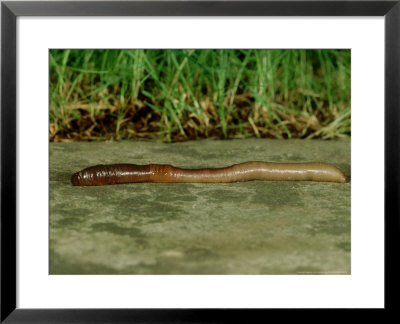 Earthworm, Lumbricus Terrestris by London Scientific Films Pricing Limited Edition Print image