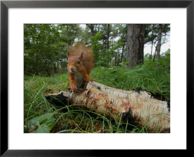 Red Squirrel, Formby, Uk by Elliott Neep Pricing Limited Edition Print image