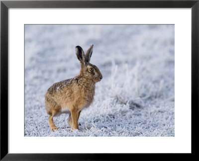 Common Hare, Standing In Haw-Frost Field, Lancashire, Uk by Elliott Neep Pricing Limited Edition Print image