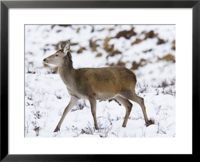 Highland Red Deer, Hind Walking In Snow, The Highlands, Scotland by Elliott Neep Pricing Limited Edition Print image