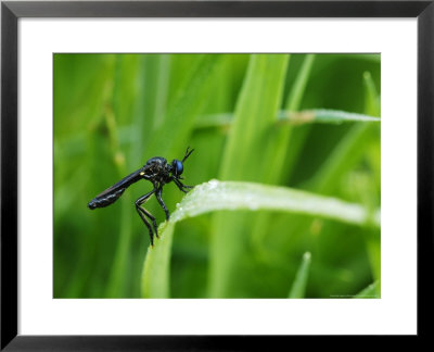 St. Marks Fly On Blade Of Grass, London, Uk by Elliott Neep Pricing Limited Edition Print image