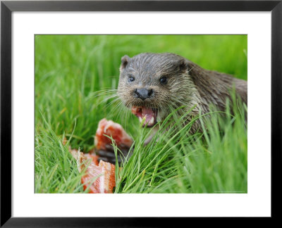 European Otter, Eating Salmon In Grass, Sussex, Uk by Elliott Neep Pricing Limited Edition Print image
