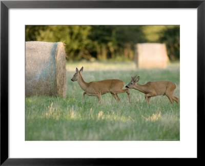 Roe Deer, Buck Following Scent Of Doe, Somerset, Uk by Elliott Neep Pricing Limited Edition Print image